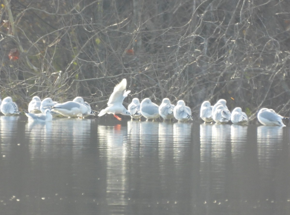 Bonaparte's Gull - Jenny Young