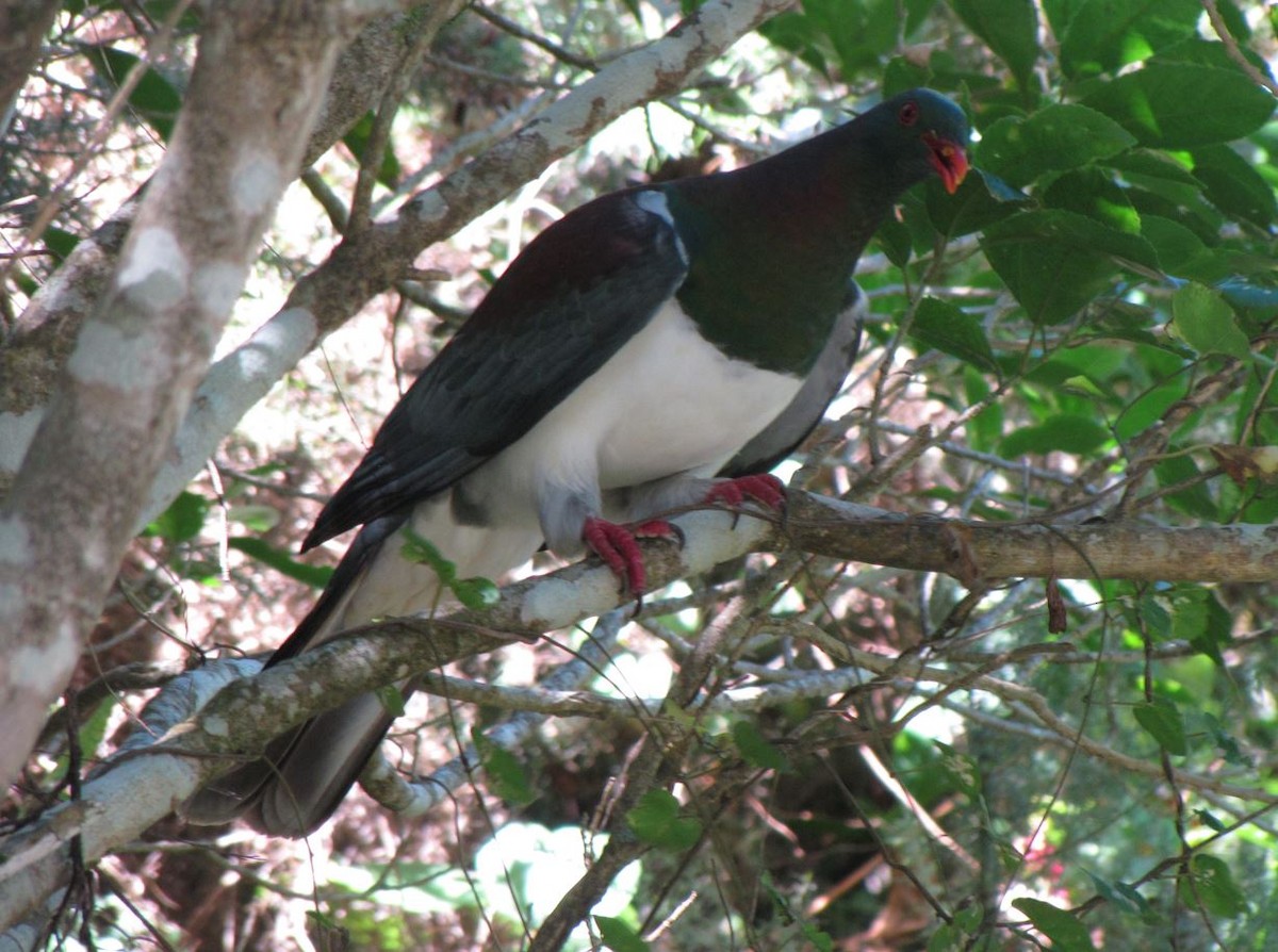 ニュージーランドバト - ML390728081