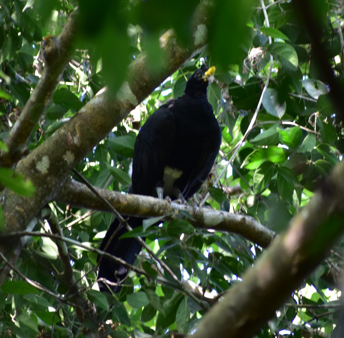 Great Curassow - ML390728161