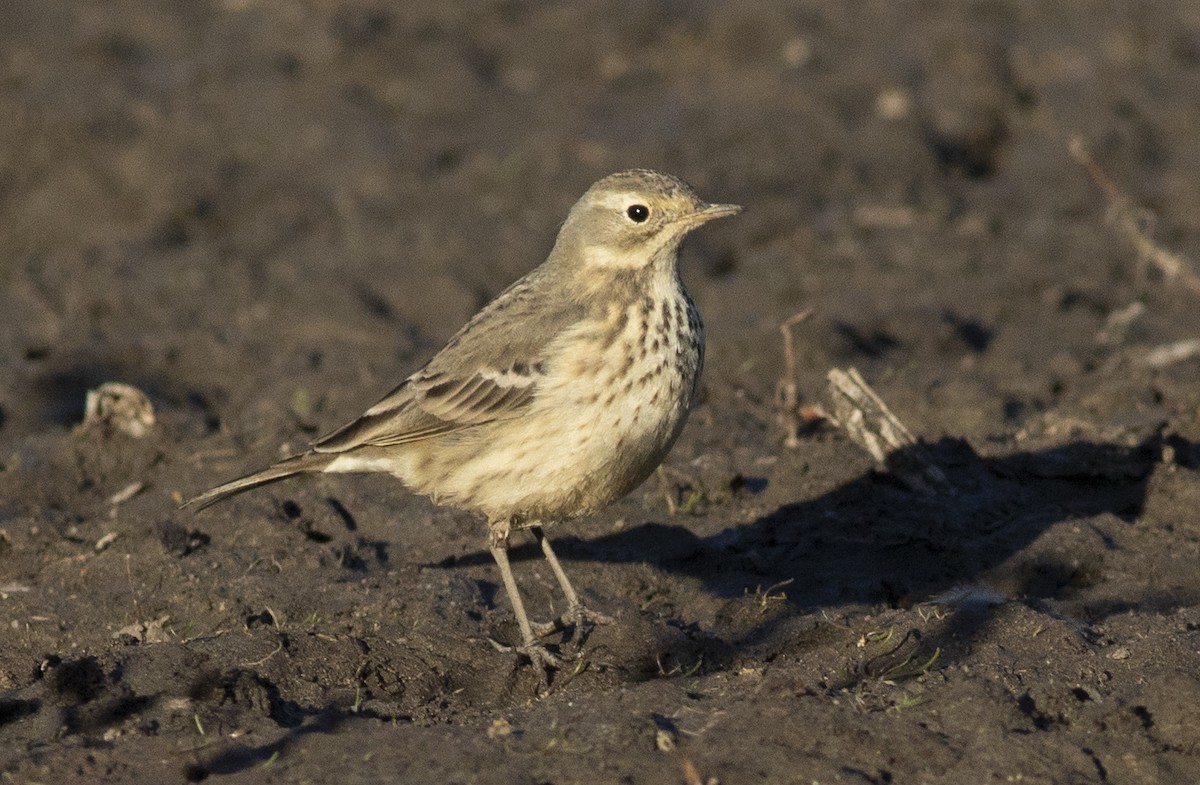 Pipit d'Amérique - ML390730381