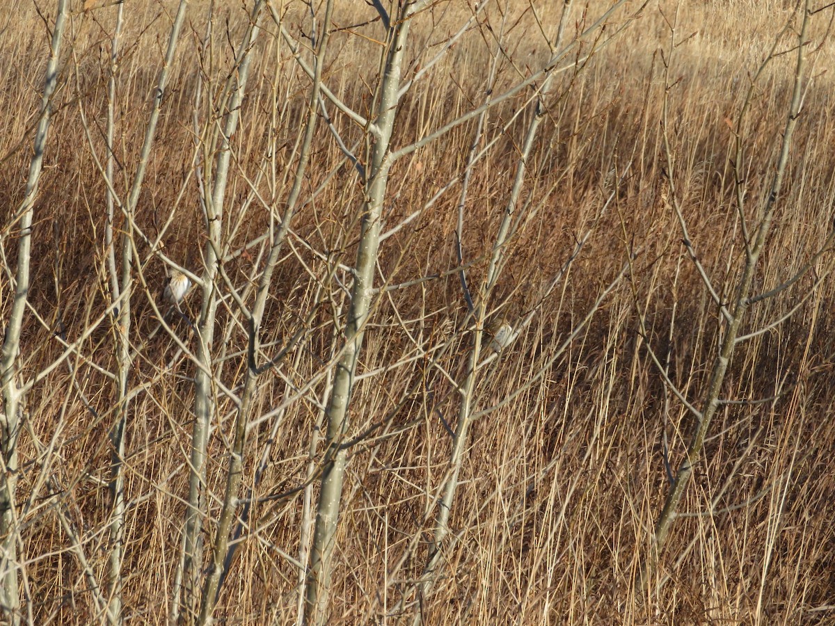 Common Redpoll - ML390730761