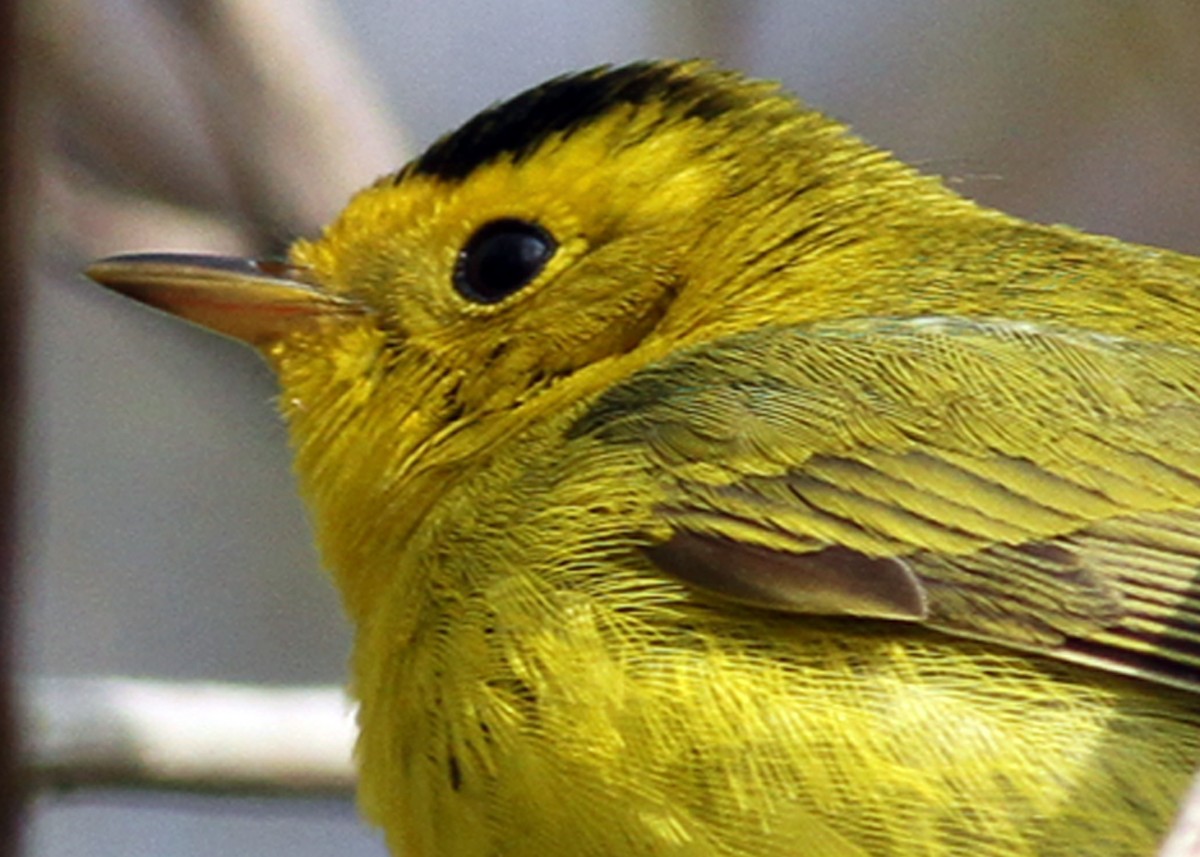 Wilson's Warbler - ML390732381