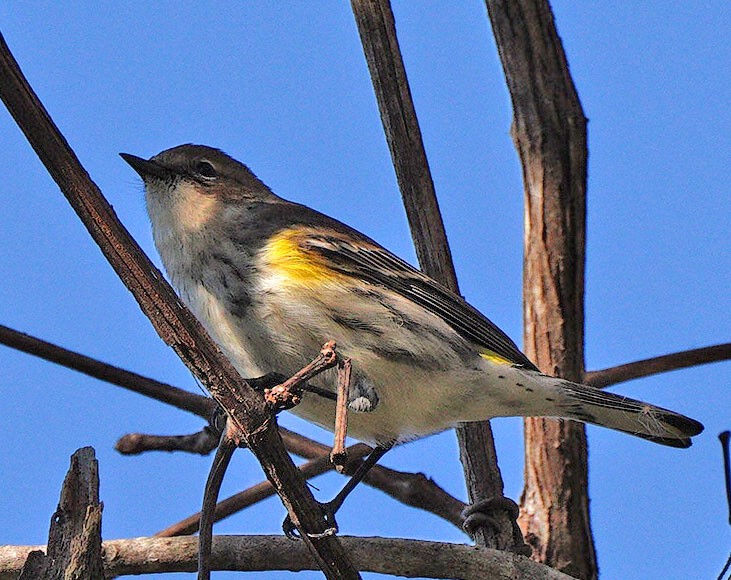 Yellow-rumped Warbler - ML390733301