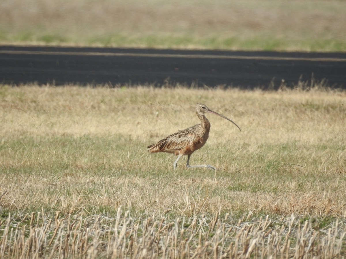 Long-billed Curlew - ML390733781