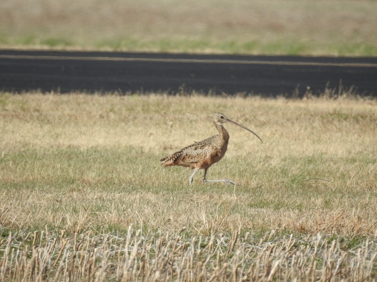 Rostbrachvogel - ML390733781