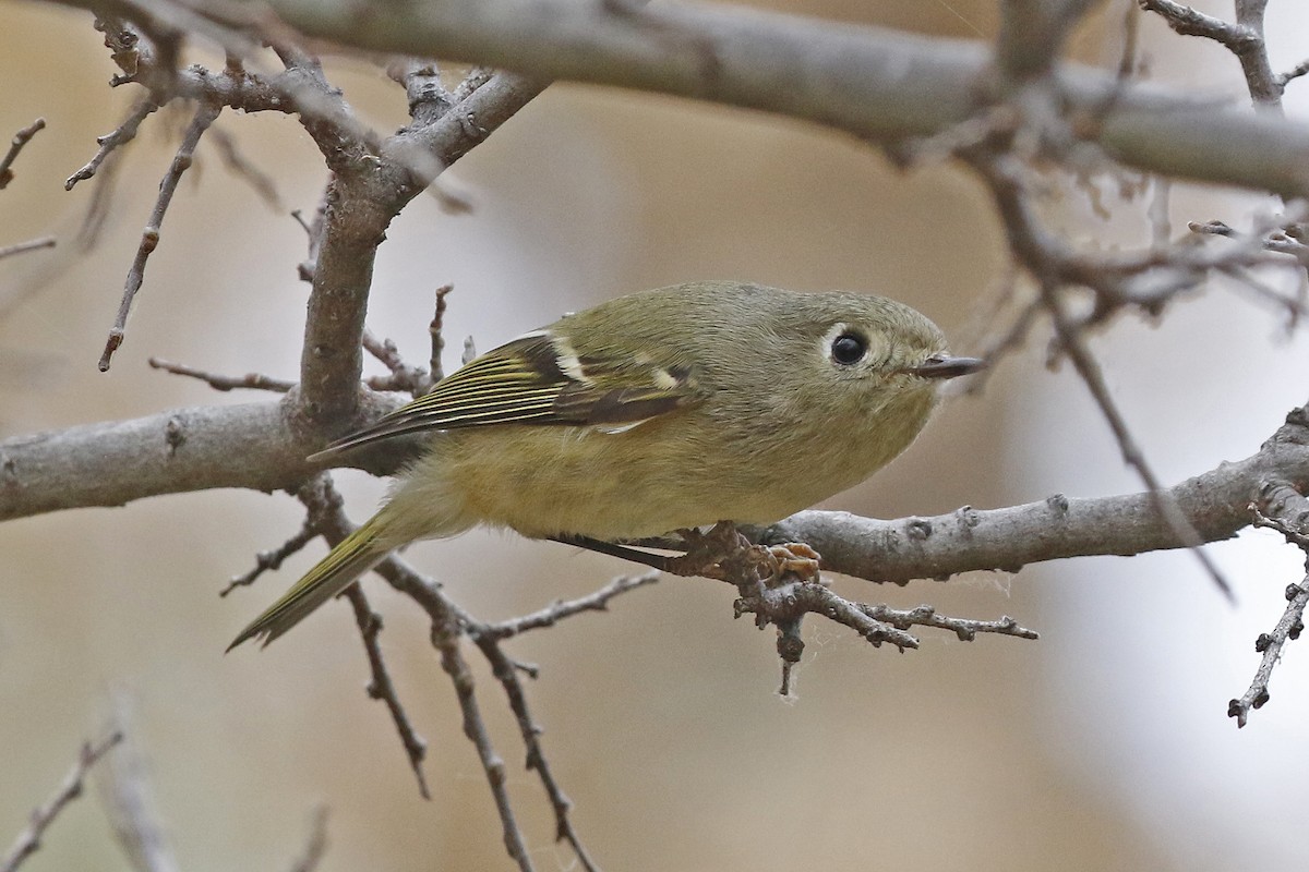 Ruby-crowned Kinglet - ML390734661