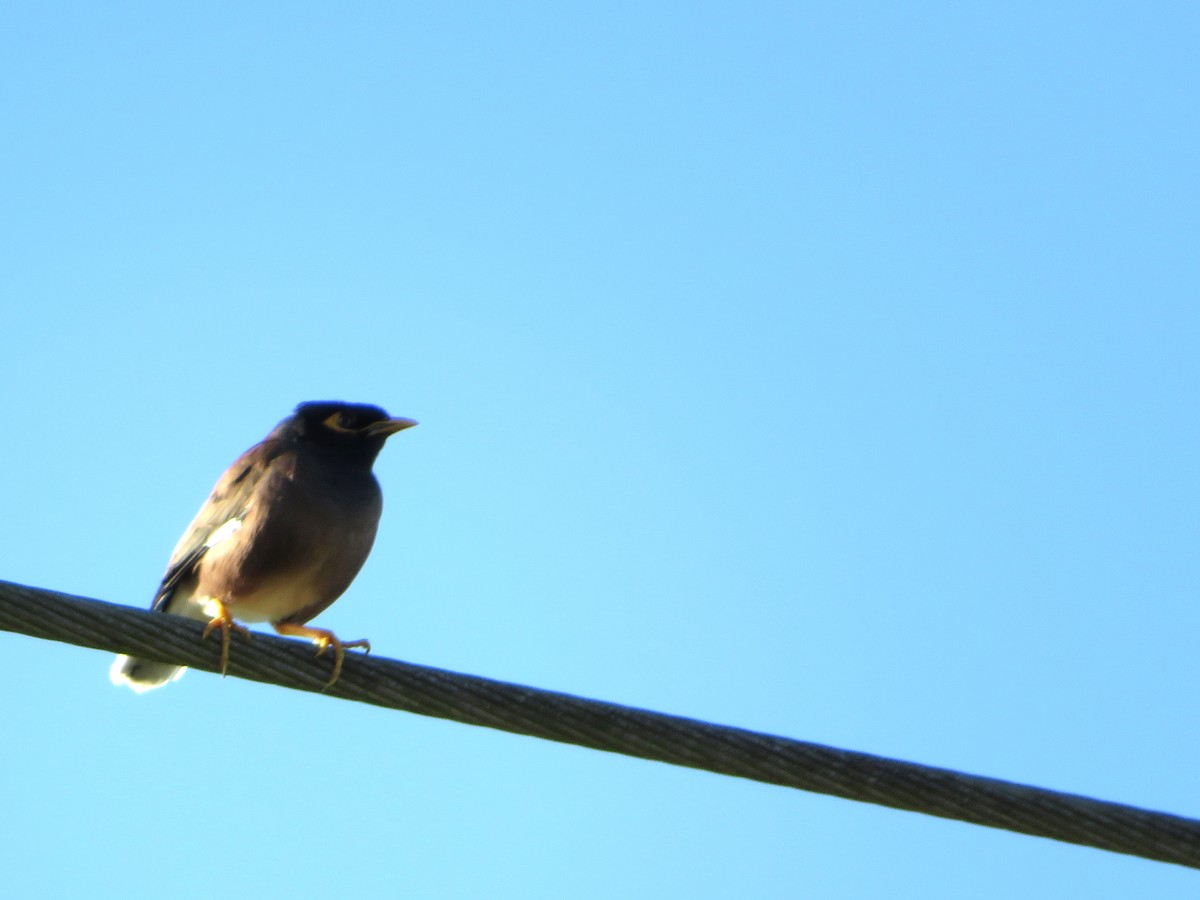 Common Myna - ML390734681