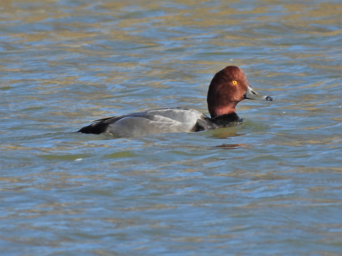 Redhead - ML390735121