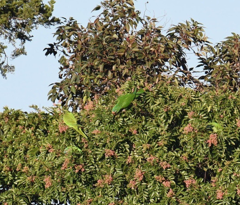 large parakeet sp. (former Aratinga sp.) - ML390735341