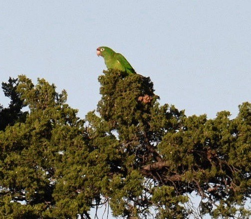 Eupsittula, Aratinga, Thectocercus ou Psittacara sp. - ML390735861