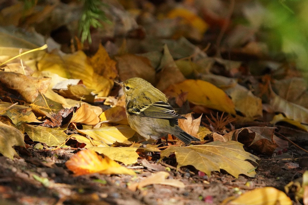 Blackpoll Warbler - ML390735931