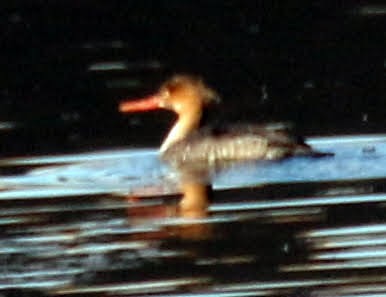 紅胸秋沙 - ML390736271