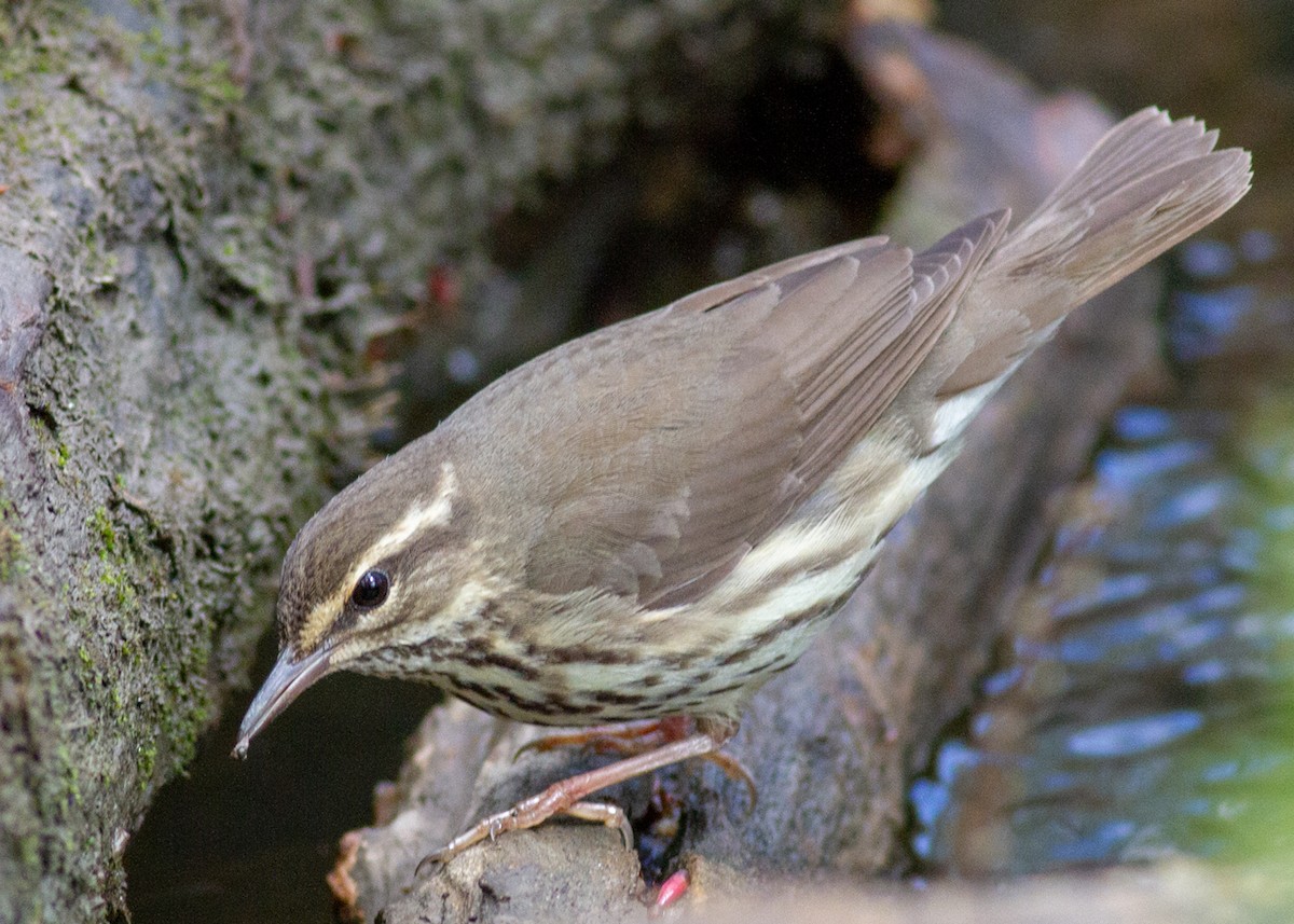 Northern Waterthrush - ML390736791