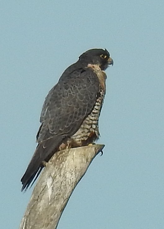 Peregrine Falcon (North American) - ML390738941