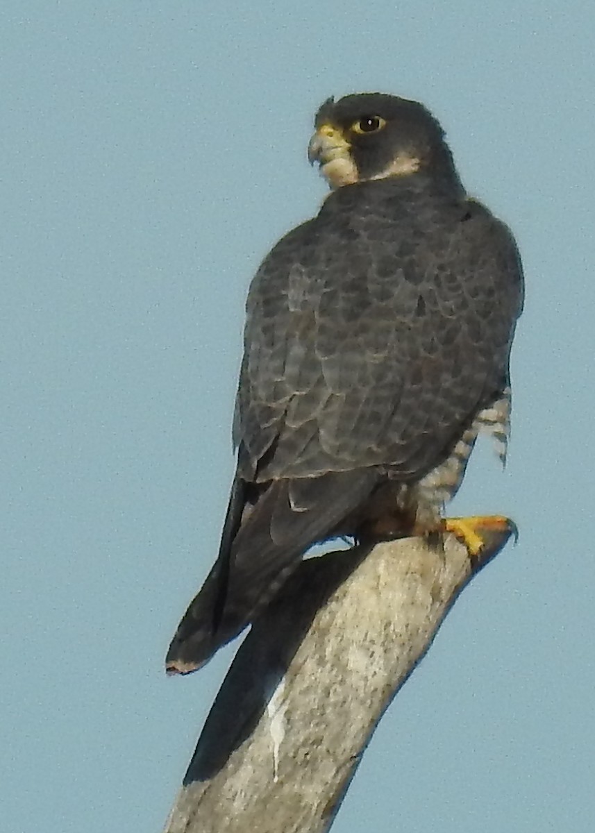 Peregrine Falcon (North American) - ML390739051