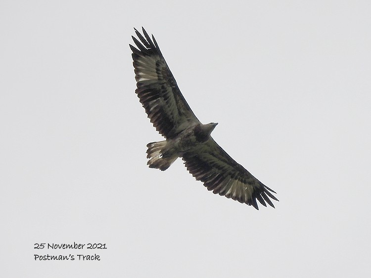 White-bellied Sea-Eagle - ML390739311