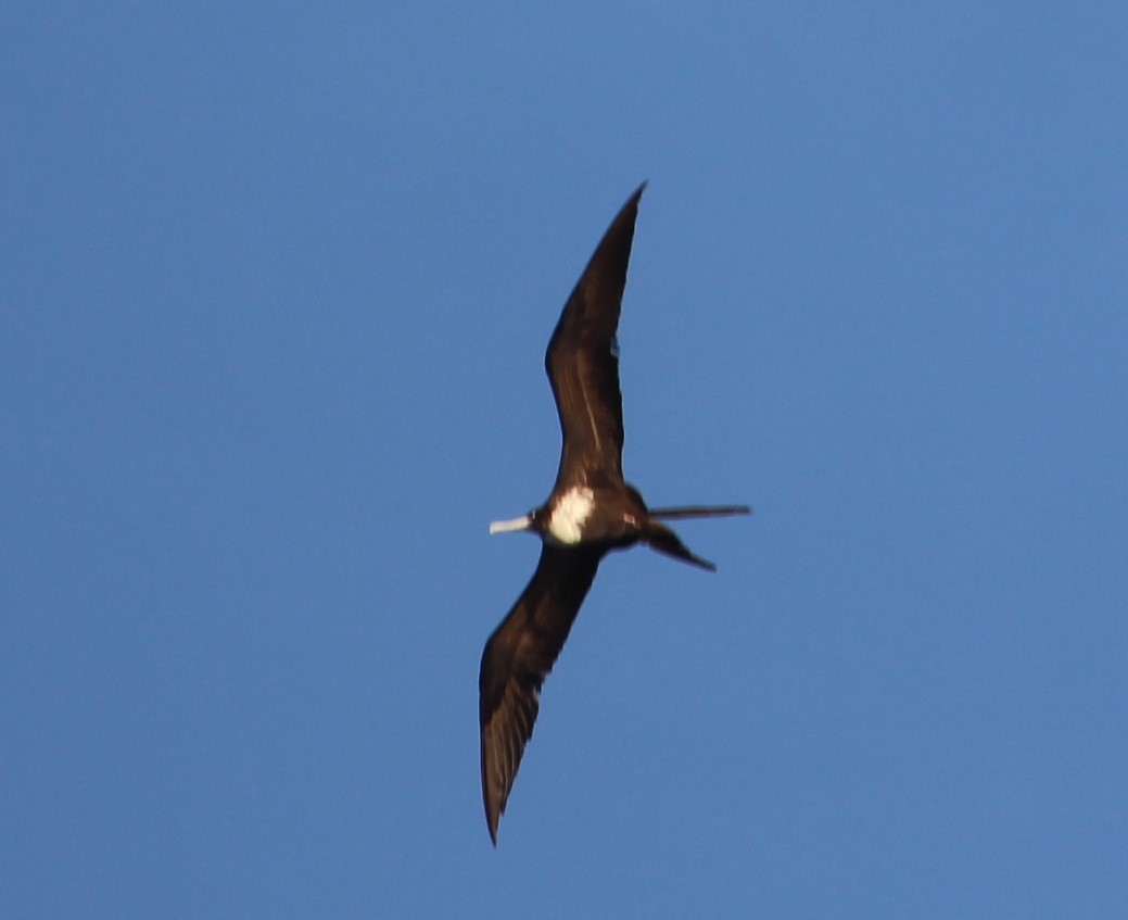 Great Frigatebird - ML390739841