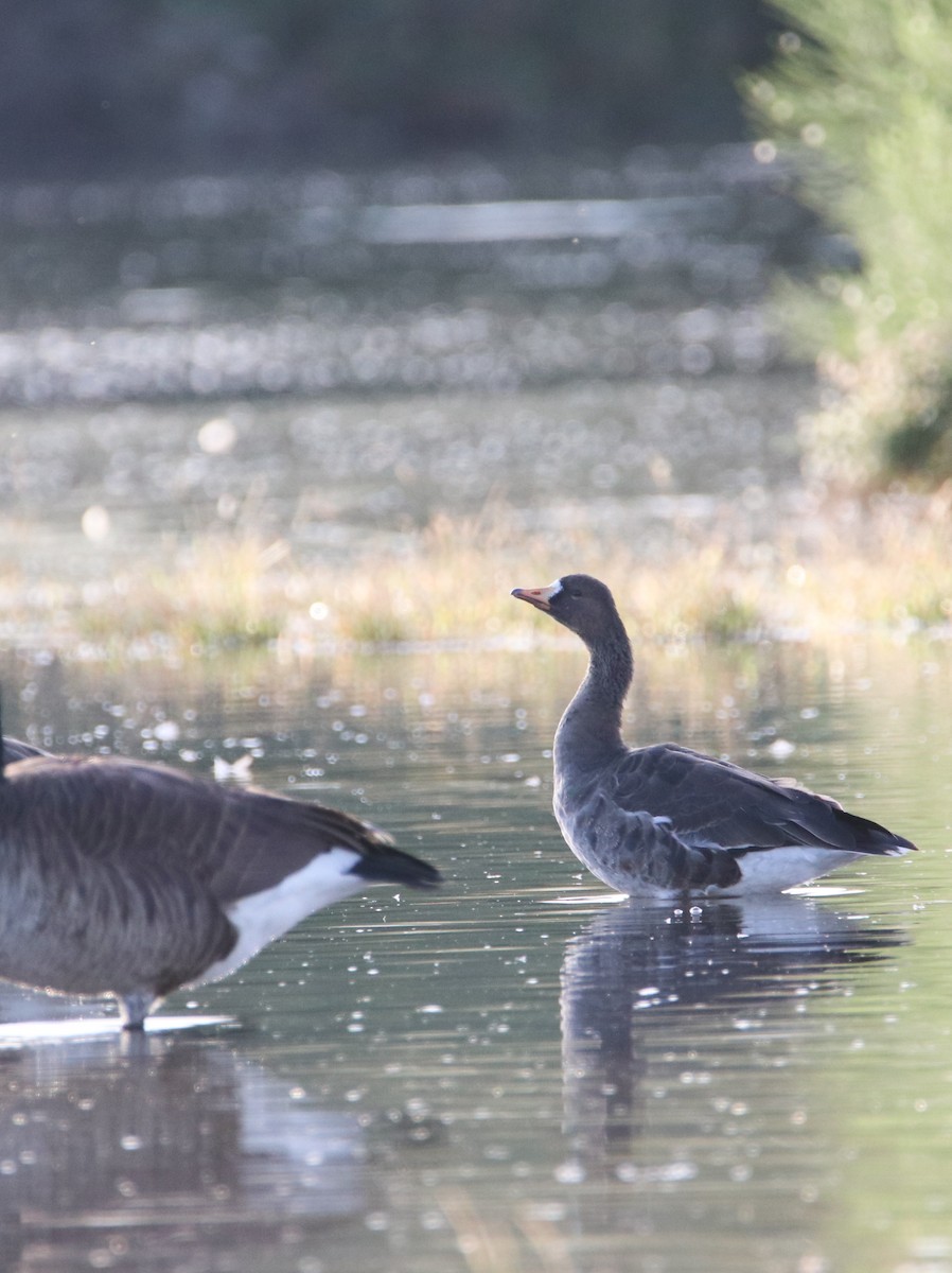 Greater White-fronted Goose - Michael Stremciuc