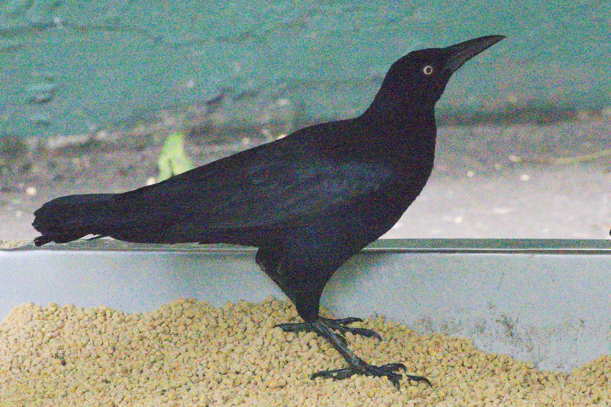 Carib Grackle - ML390745521