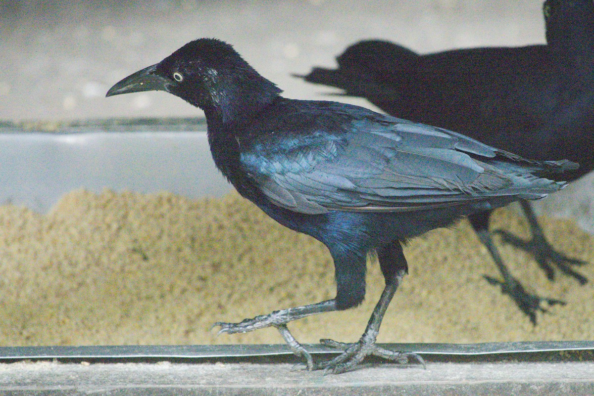 Carib Grackle - ML390745561