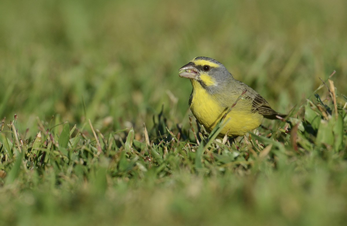 Yellow-fronted Canary - Bridget Spencer