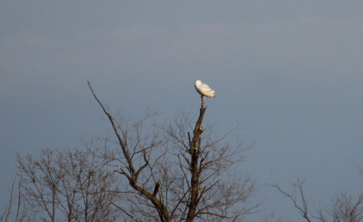 Snowy Owl - ML390751171