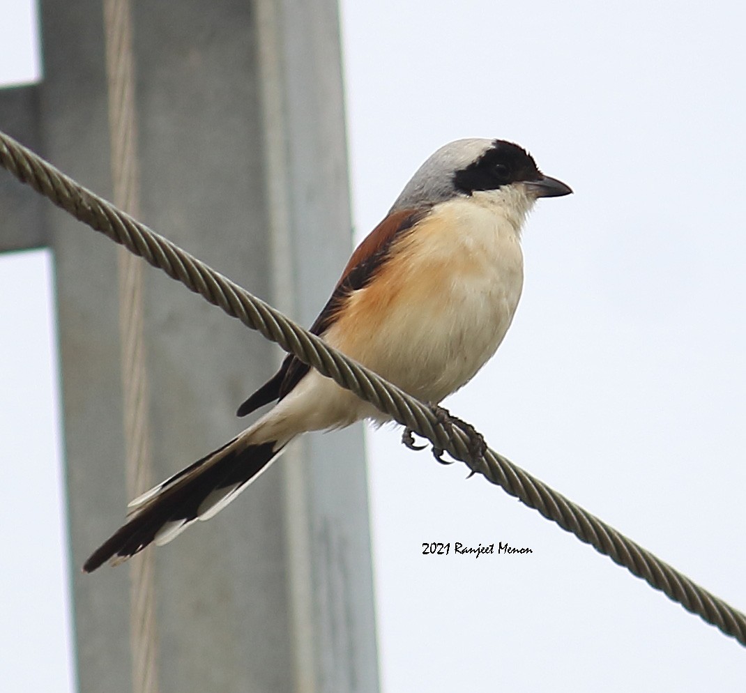 Bay-backed Shrike - Ranjeet Menon