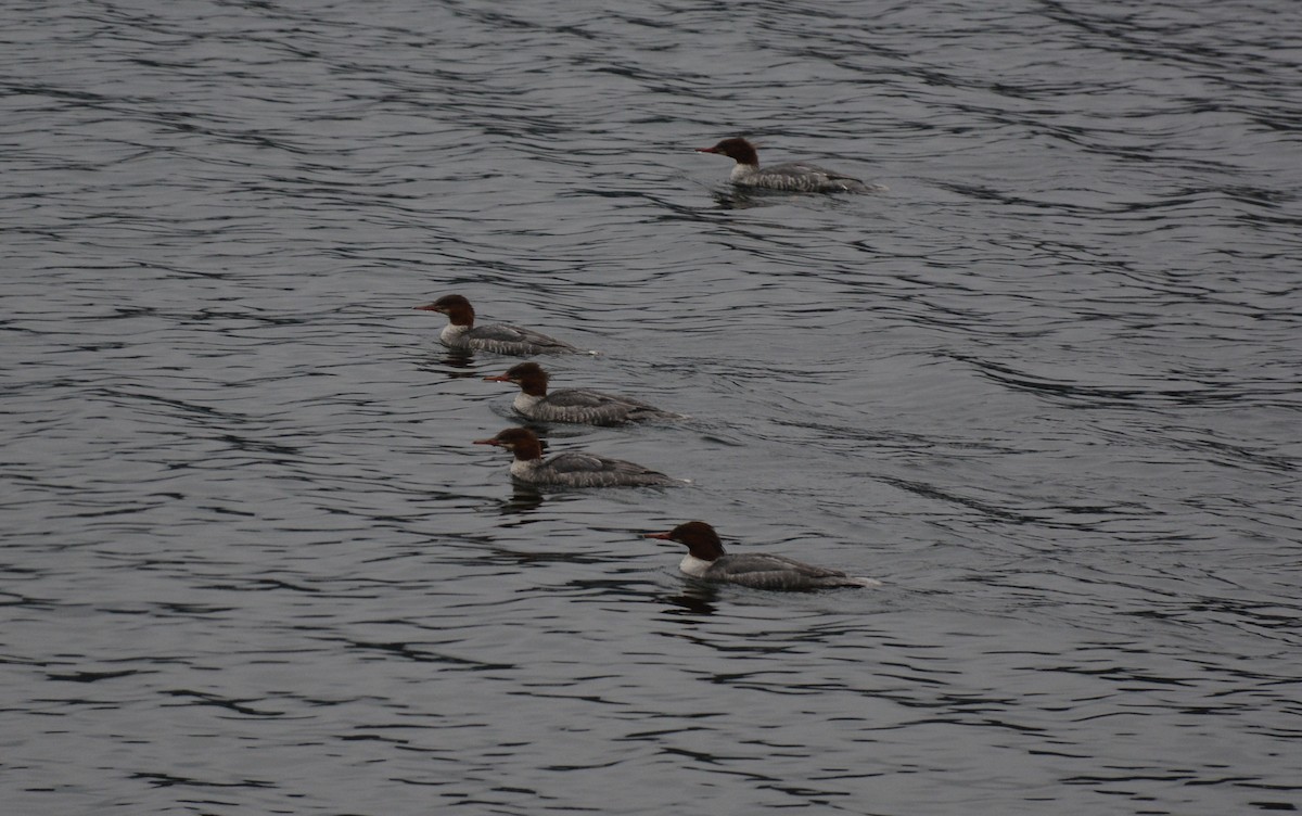 Common Merganser - ML39075611