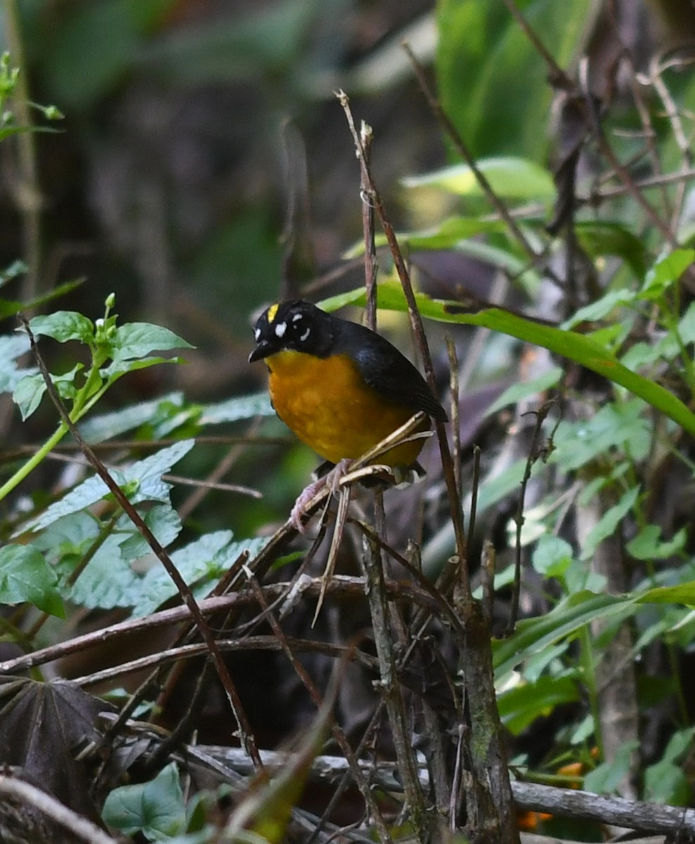 Fan-tailed Warbler - ML390757331