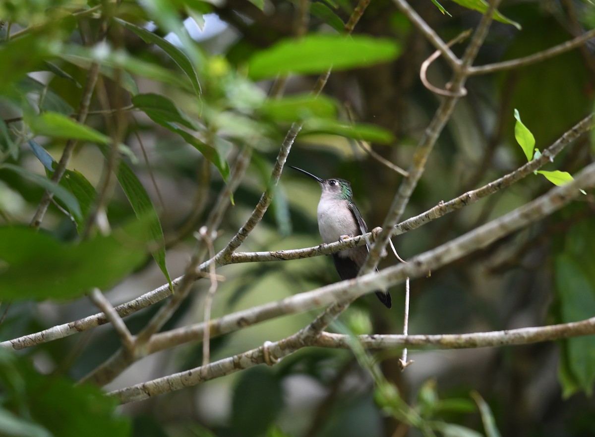 Wedge-tailed Sabrewing (Long-tailed) - ML390757381