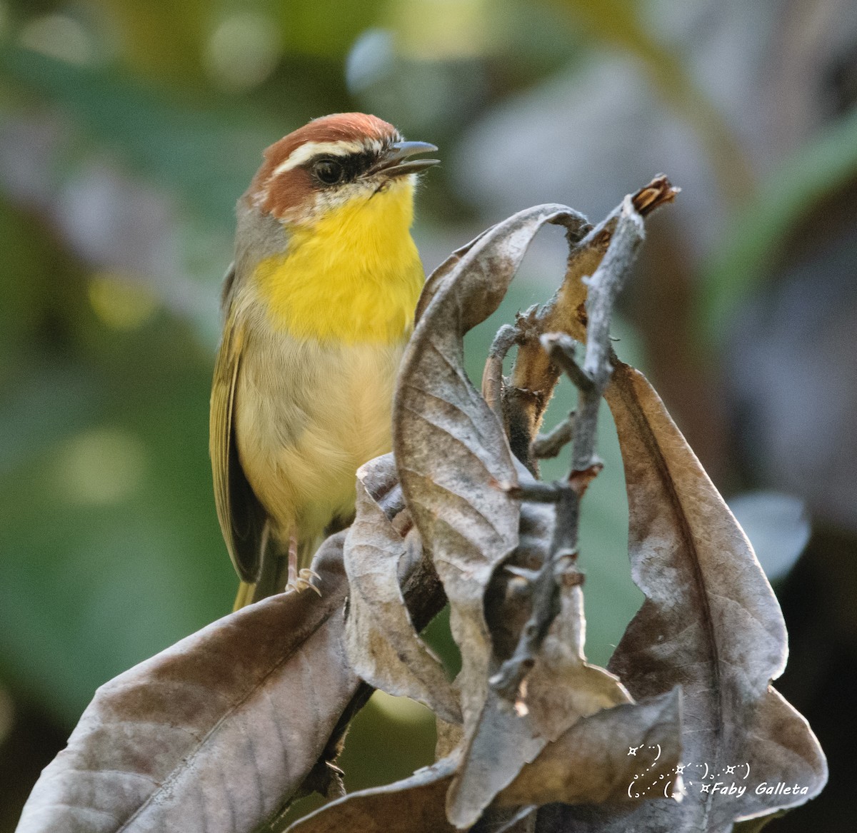 Rufous-capped Warbler - ML390757431