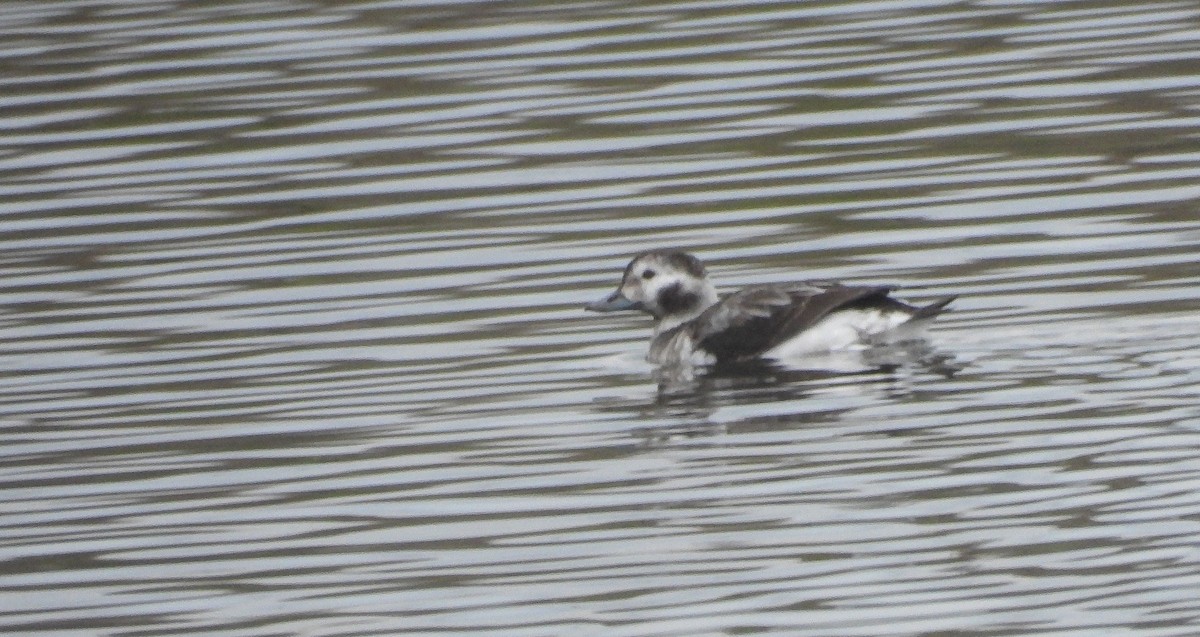 Long-tailed Duck - ML390757451