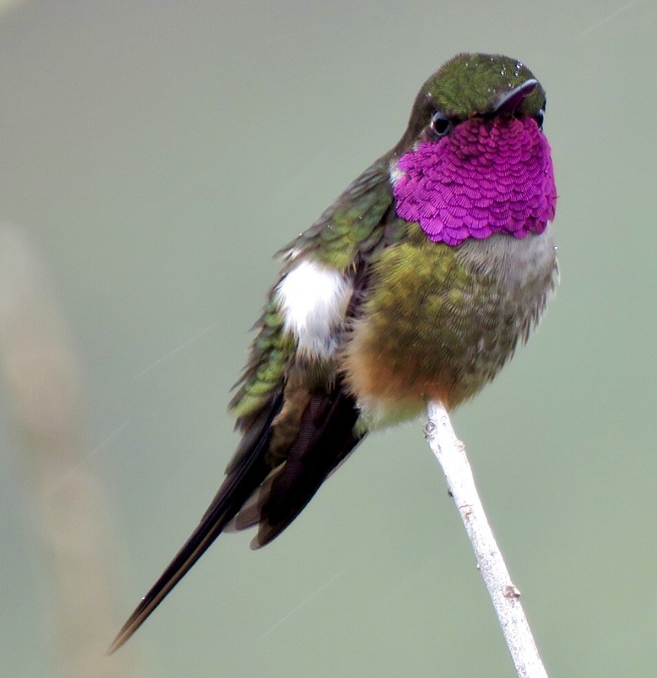 Magenta-throated Woodstar - Carlos Sanguinetti