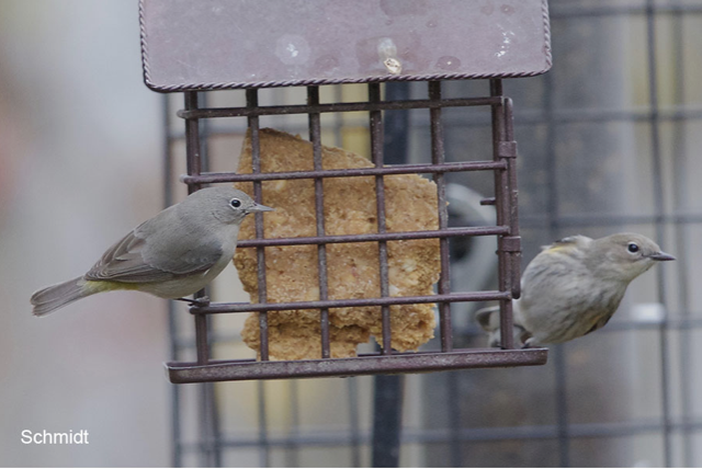 Virginia's Warbler - ML390758201