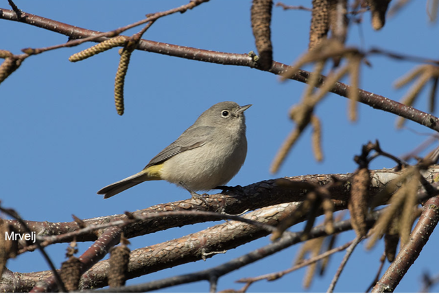 Virginia's Warbler - Oregon Bird Records Committee OBRC