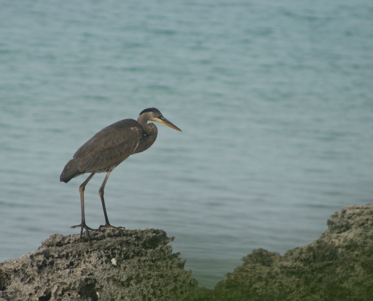 Great Blue Heron - ML39075841