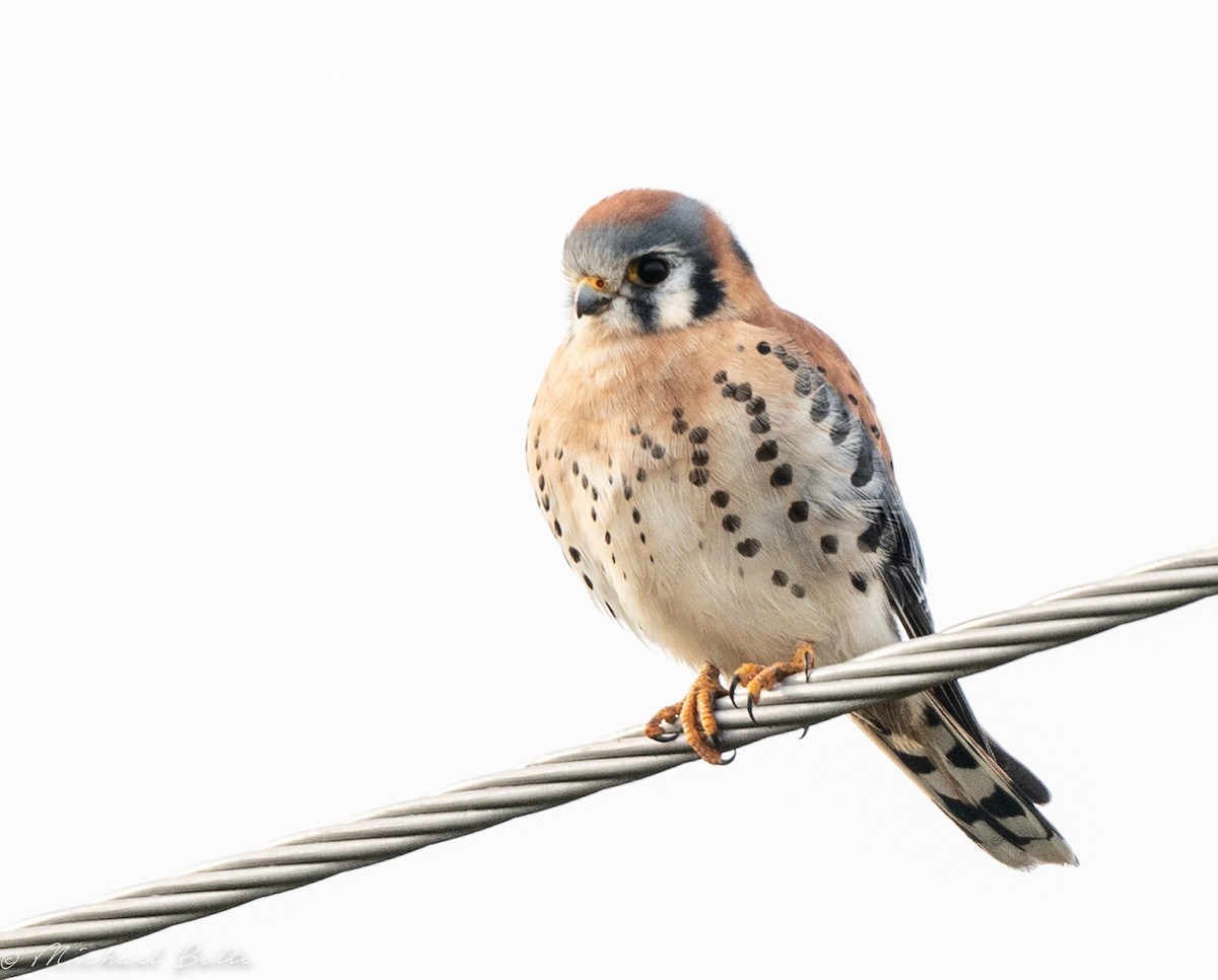 American Kestrel - ML390758871