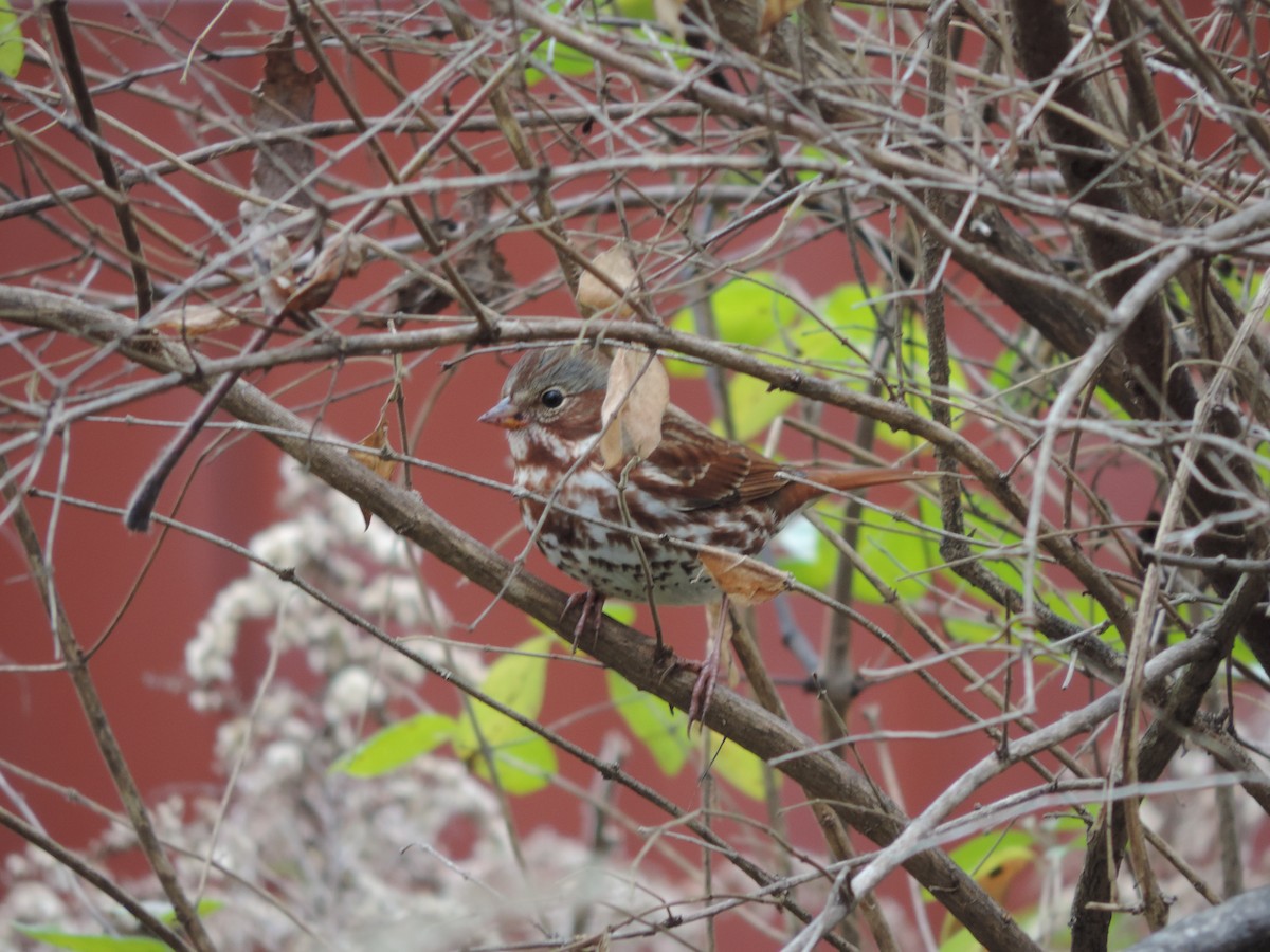 Fox Sparrow - ML39075921