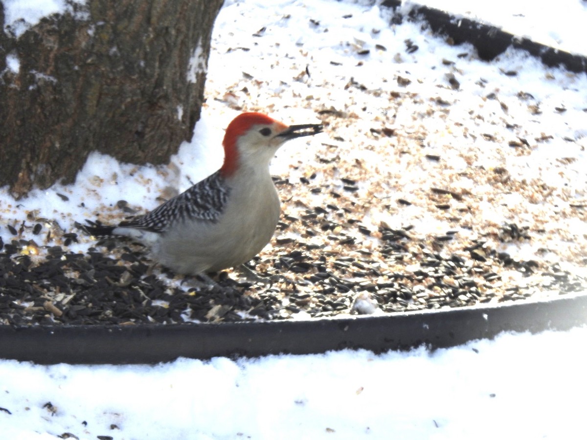 Red-bellied Woodpecker - Sharlane Toole