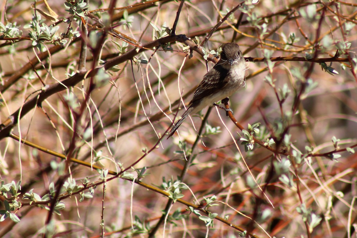 Eastern Phoebe - ML390761551