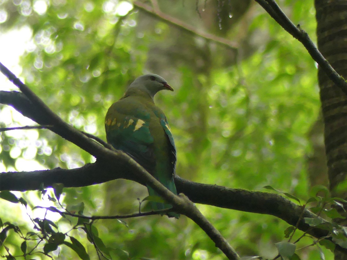 Wompoo Fruit-Dove - ML390762311