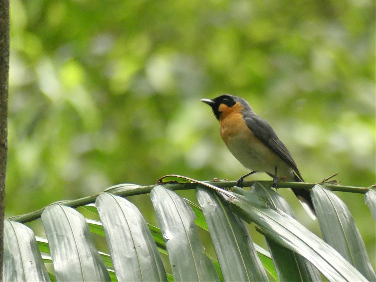 Australian Spectacled Monarch - ML390762381