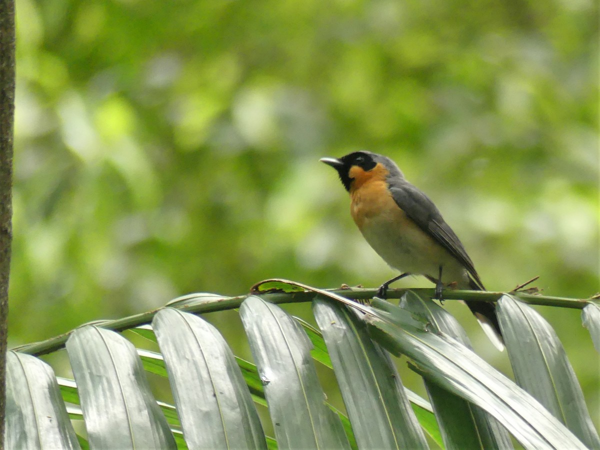 Spectacled Monarch - Andrew Sides