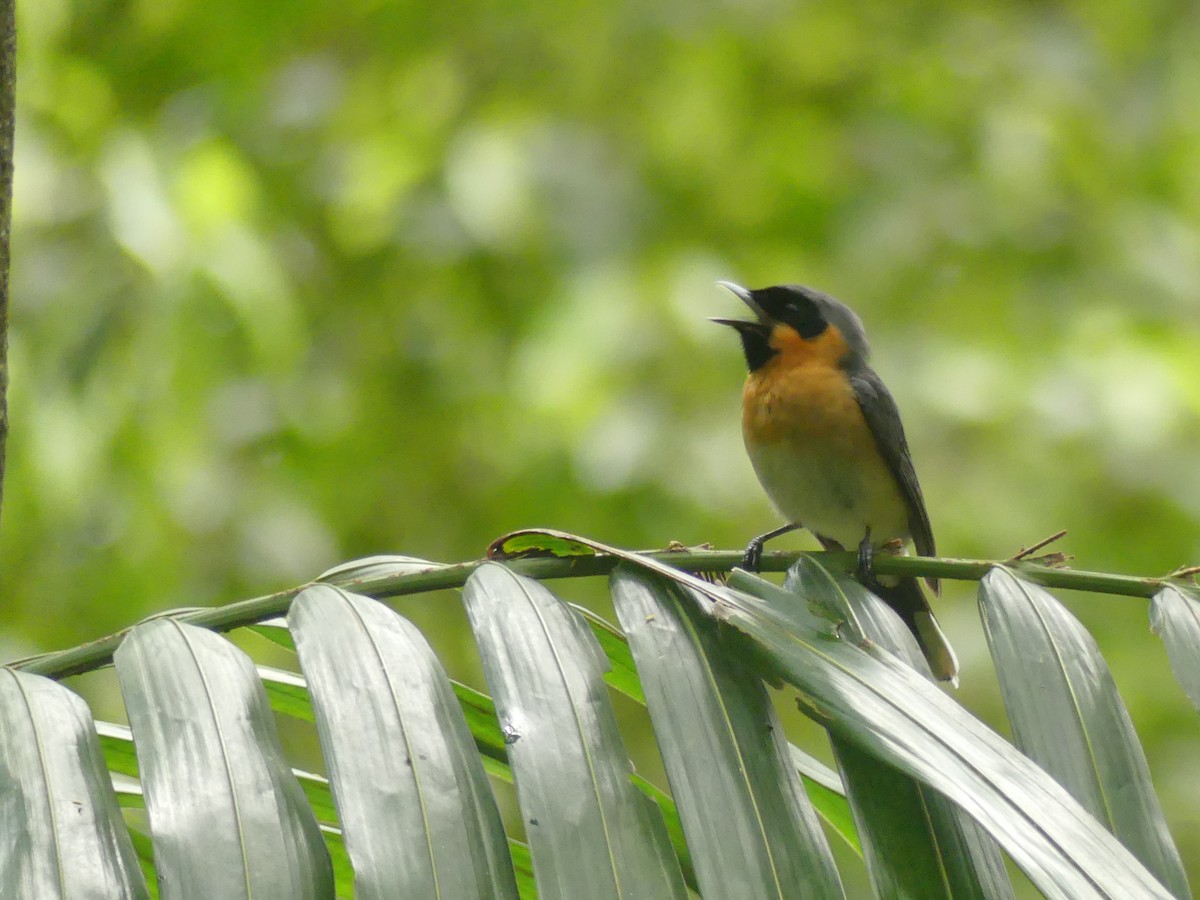 Australian Spectacled Monarch - ML390762391