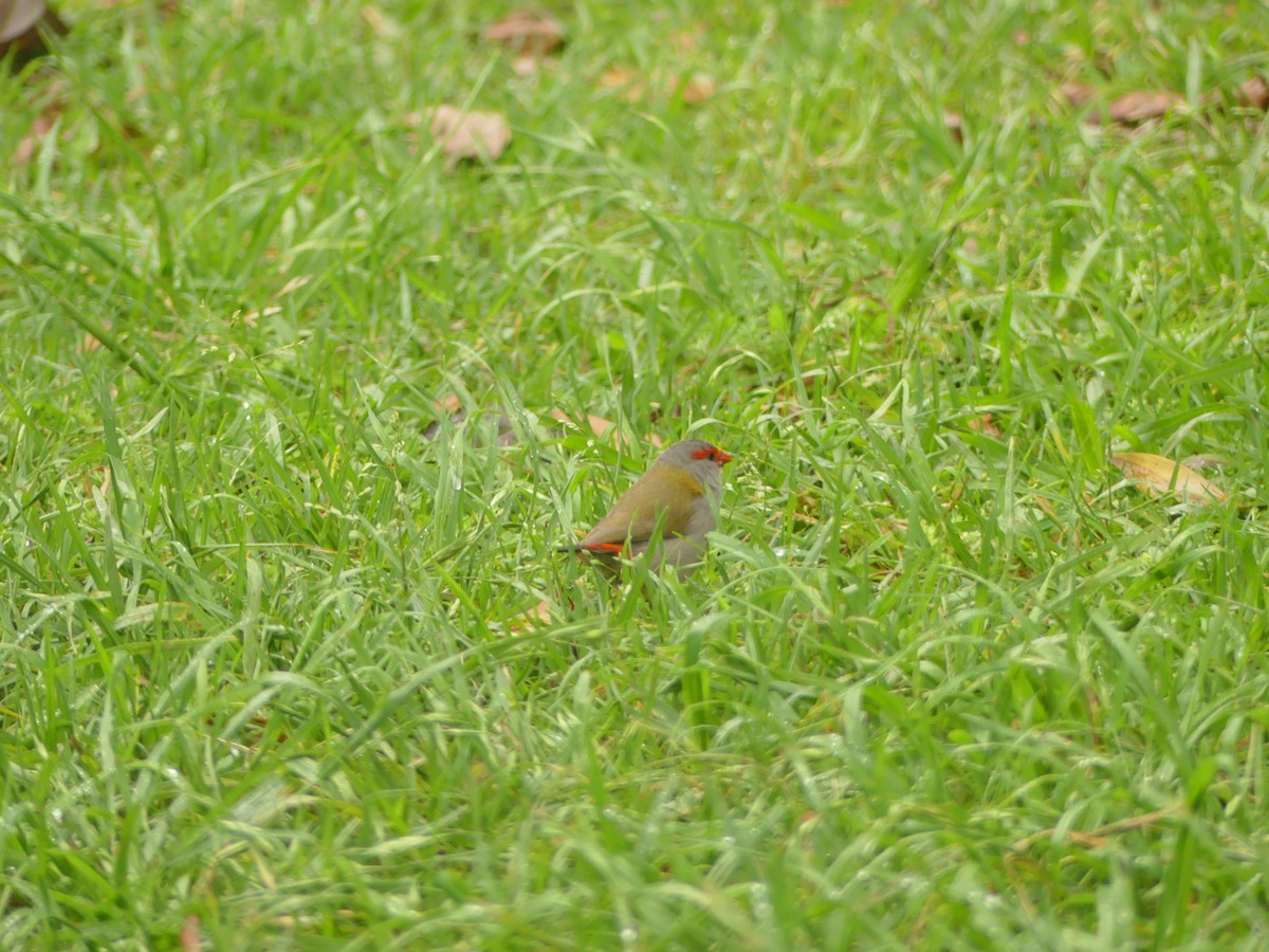 Red-browed Firetail - ML390762511