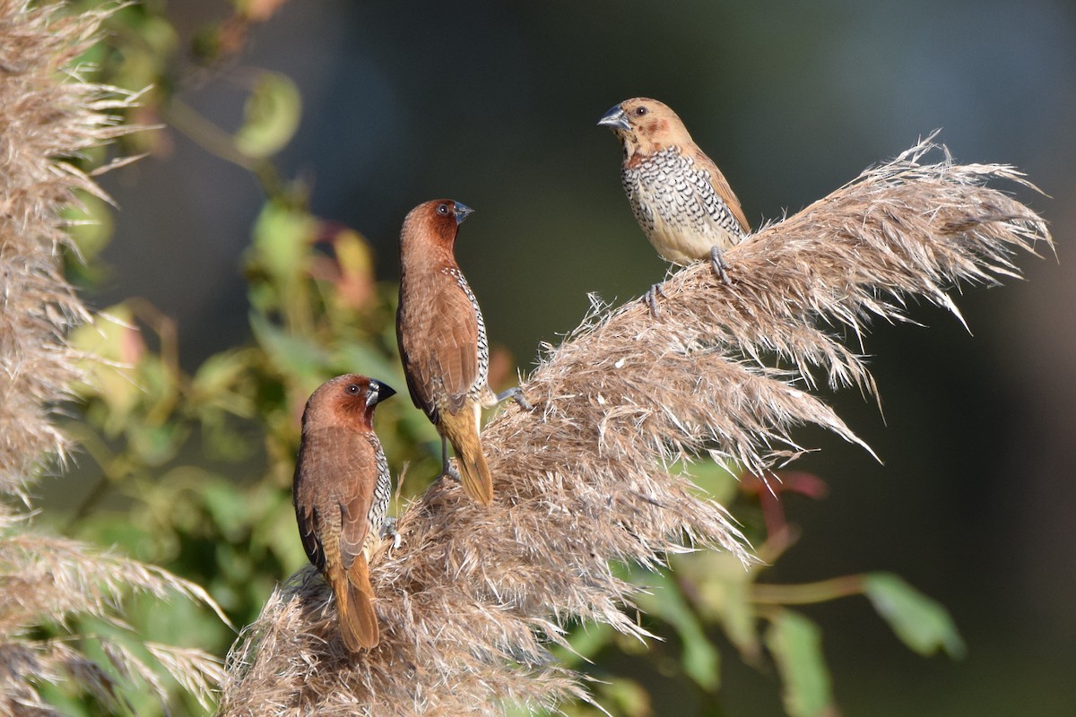 Scaly-breasted Munia - Perry Doggrell