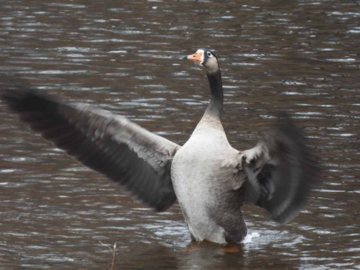 Greater White-fronted x Canada Goose (hybrid) - ML390765571