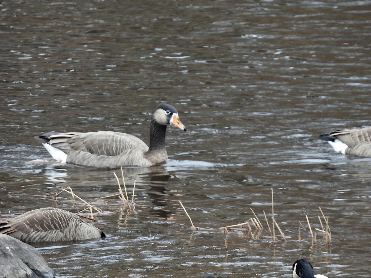 Greater White-fronted x Canada Goose (hybrid) - ML390765591