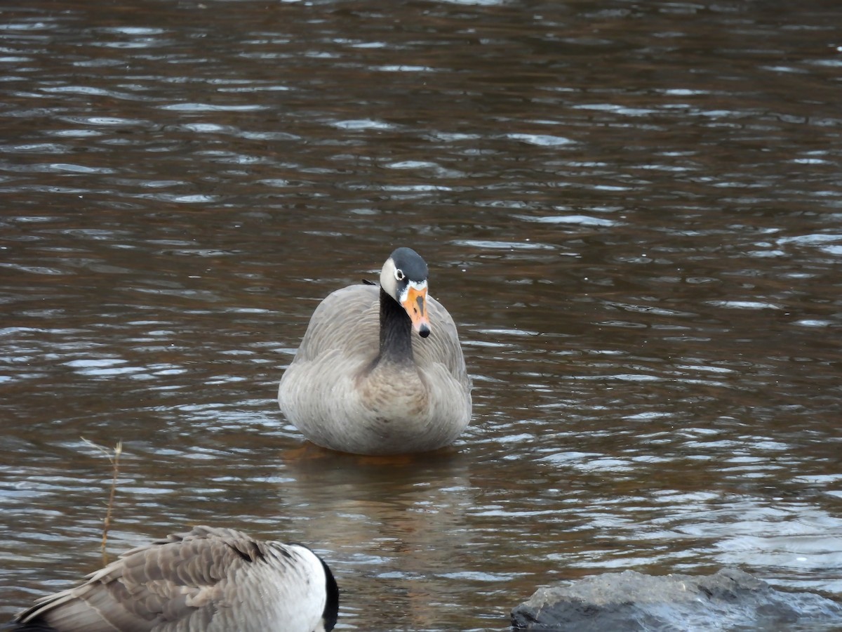 Greater White-fronted x Canada Goose (hybrid) - ML390765601