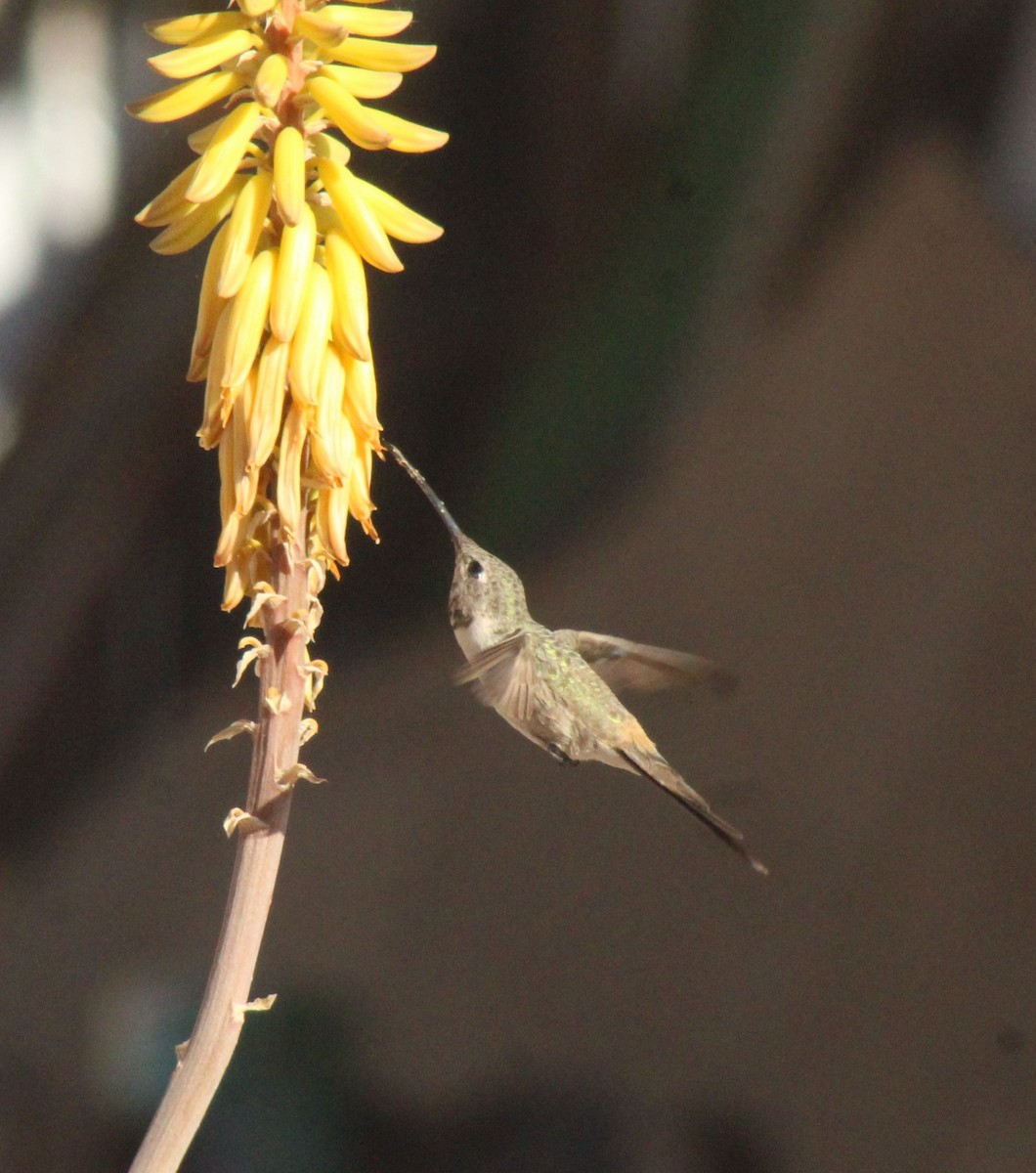 Colibrí del Atacama - ML390766191